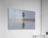 Yellow crowned Night Heron 4831 Acrylic Print