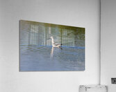 American Avocet 1828 Acrylic Print