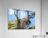 Bald Eagle 9148 Acrylic Print