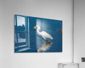Great Egret 3460 Acrylic Print