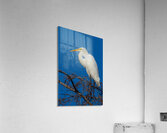 Great Egret 1067 Acrylic Print