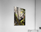 Pileated Woodpecker 7819 Acrylic Print