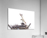 Osprey 1146 Acrylic Print