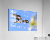 Osprey 5011 Acrylic Print