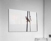 Ecuador 9 0830 Acrylic Print