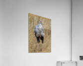 Secretarybird 0295 Acrylic Print
