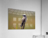 White rumped Shrike 0321 Acrylic Print