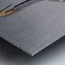 Tri colored Heron 3060 Metal print