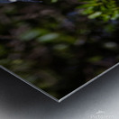 Black crowned Night Heron 9350 Metal print