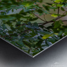 Black crowned Night Heron 9888 Metal print