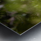 Black crowned Night Heron 9328 Metal print