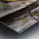 Pileated Woodpecker 7819 Metal print