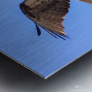 Osprey 5011 Metal print