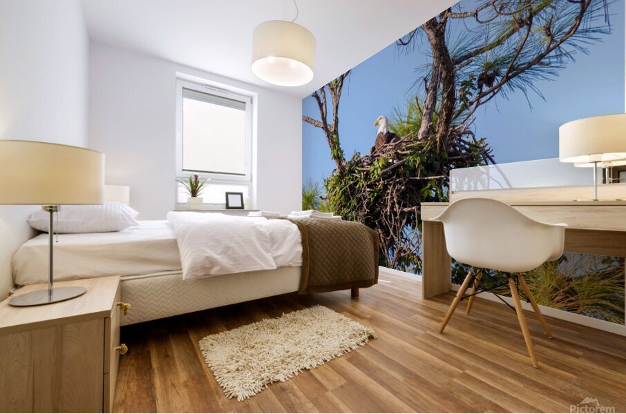 Bald Eagle 9148 Mural print