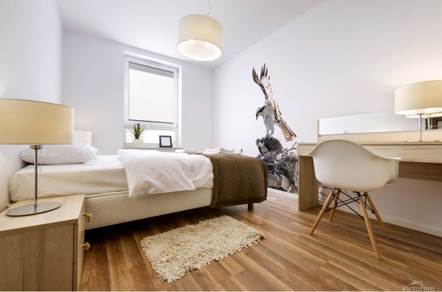 Osprey 1146 Mural print