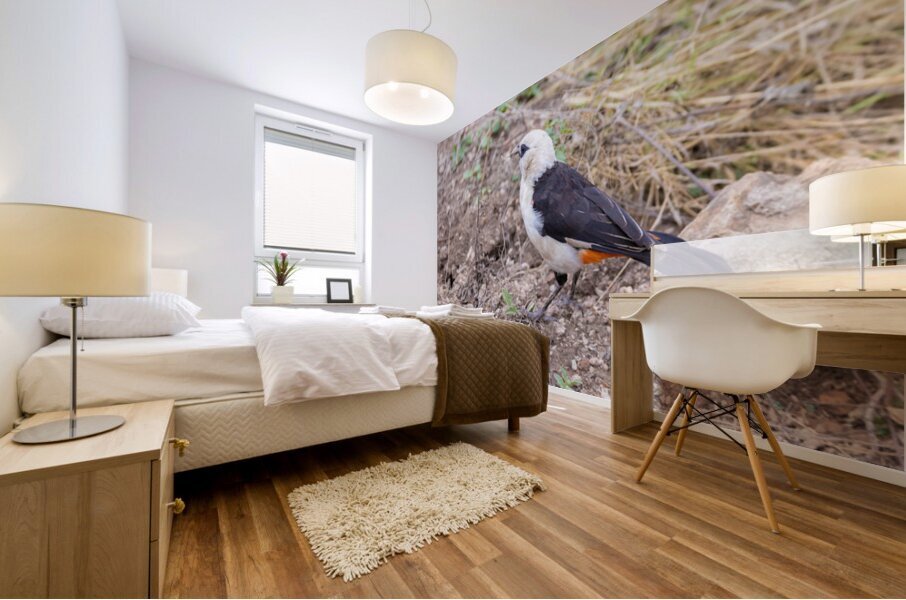 White headed Buffalo Weaver 0665 Mural print