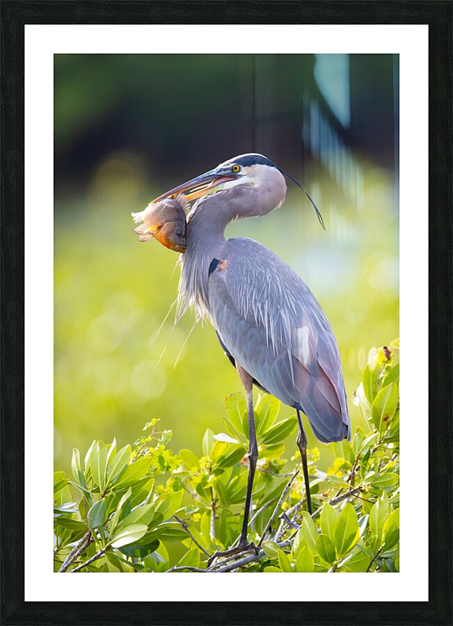 Great Blue Heron 2670 Picture Frame print