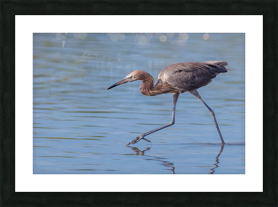 Reddish Egret 3351 Picture Frame print
