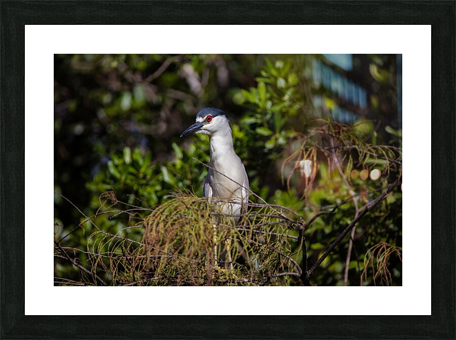 Black crowned Night Heron 9350 Picture Frame print
