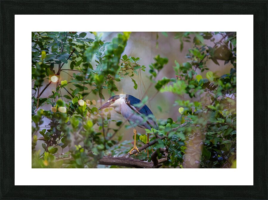 Black crowned Night Heron 9888 Picture Frame print