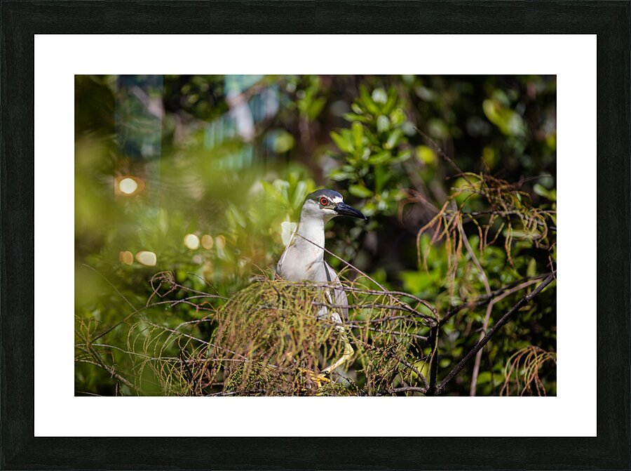 Black crowned Night Heron 9328 Picture Frame print