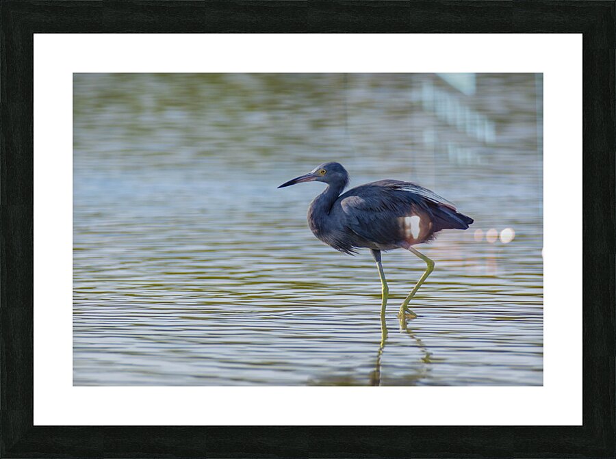 Little Blue Heron 3242 Picture Frame print