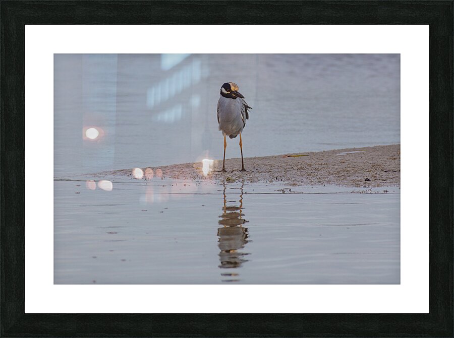 Yellow crowned Night Heron 4831 Picture Frame print