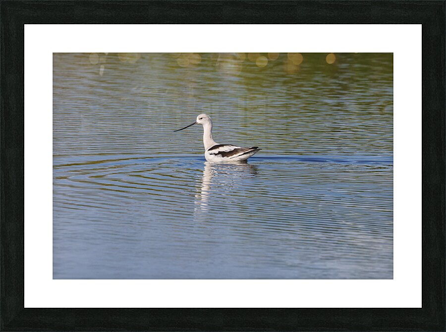 American Avocet 1828 Picture Frame print