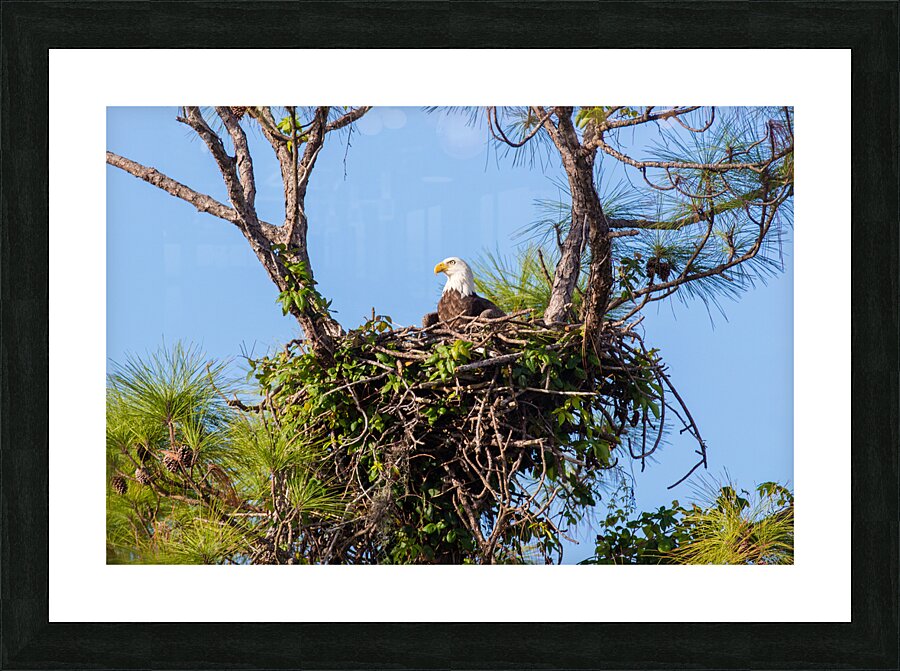 Bald Eagle 9148 Picture Frame print