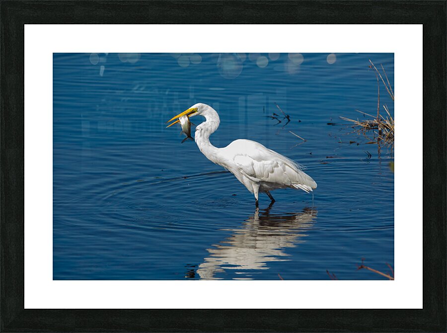 Great Egret 3460 Picture Frame print