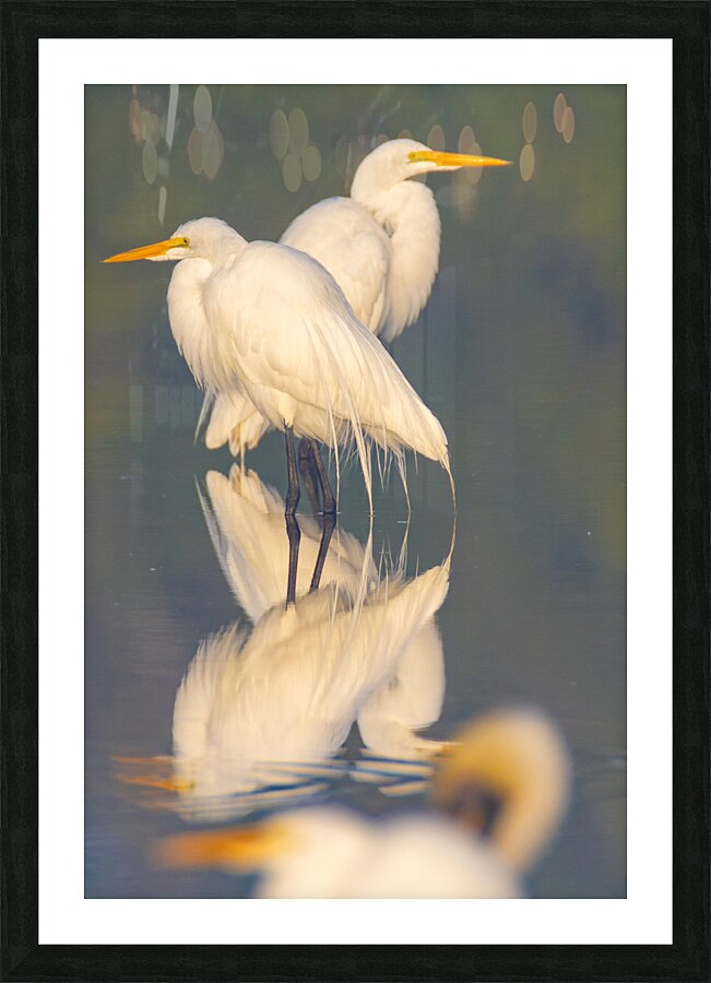 Great Egret 2424 Picture Frame print