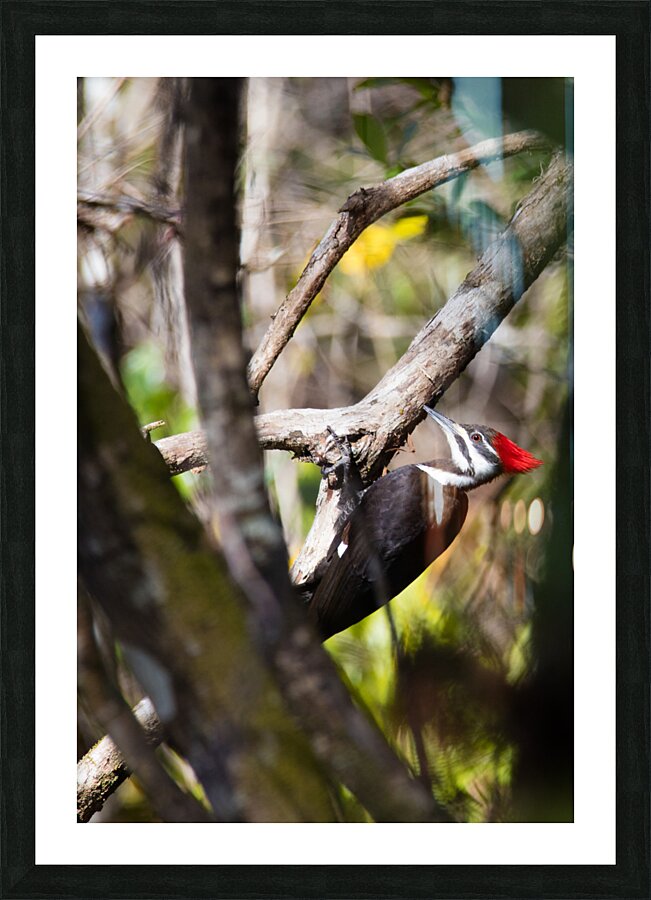 Pileated Woodpecker 7819 Picture Frame print