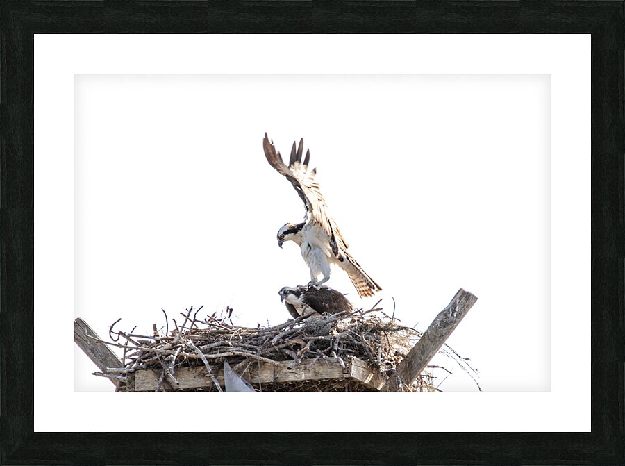 Osprey 1146 Picture Frame print