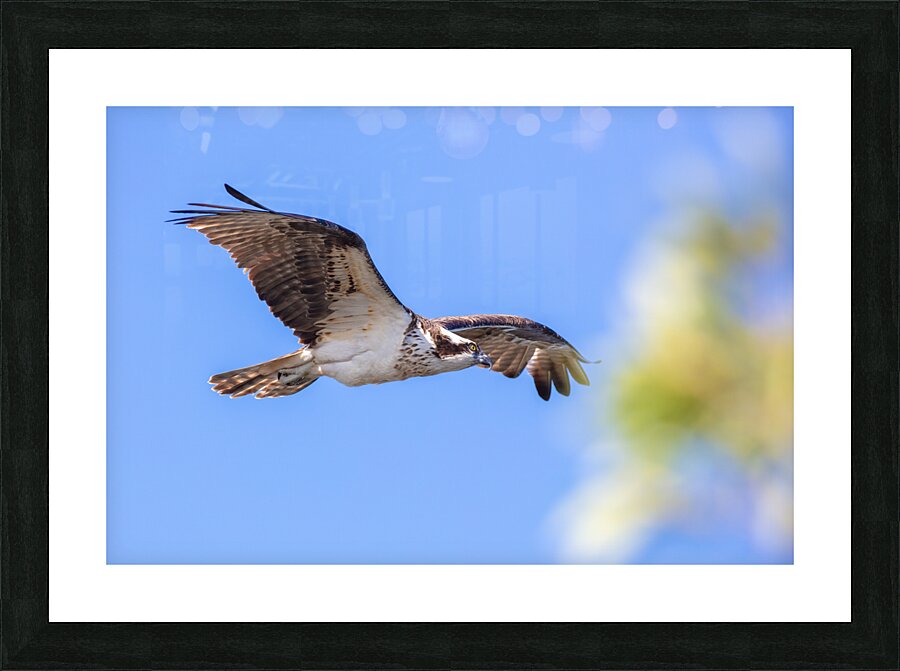 Osprey 5011 Picture Frame print