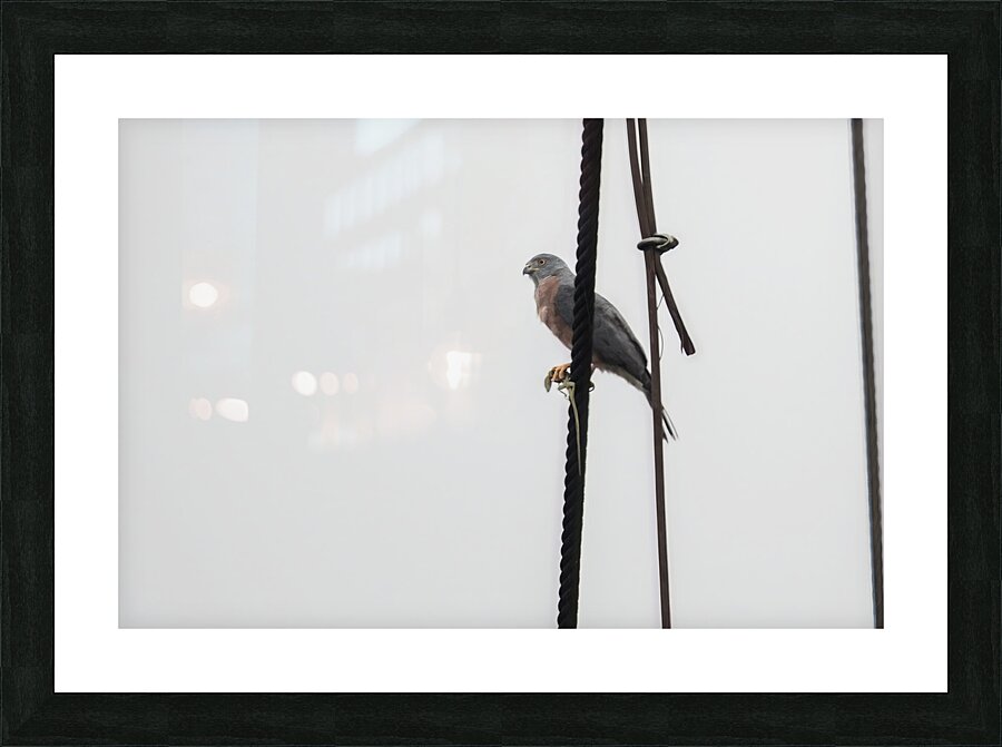 Ecuador 9 0830 Picture Frame print