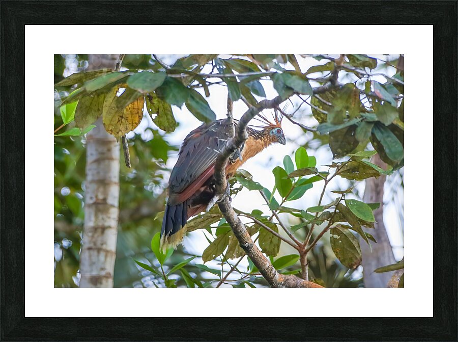 Ecuador 10 1259 Picture Frame print