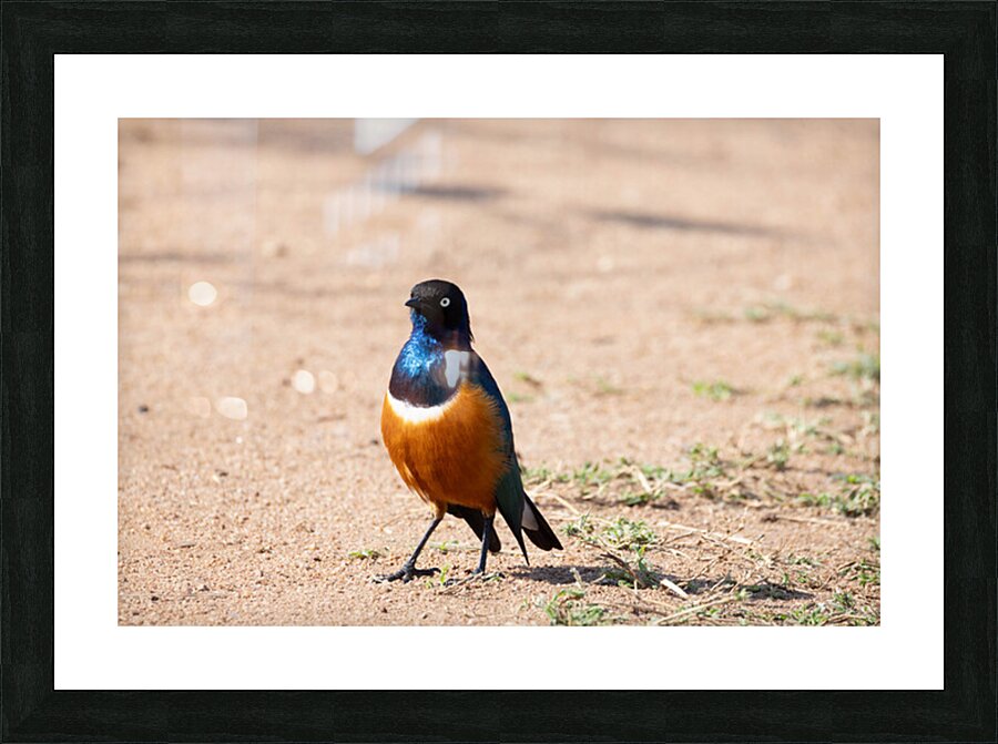 Superb Starling 0201 Picture Frame print