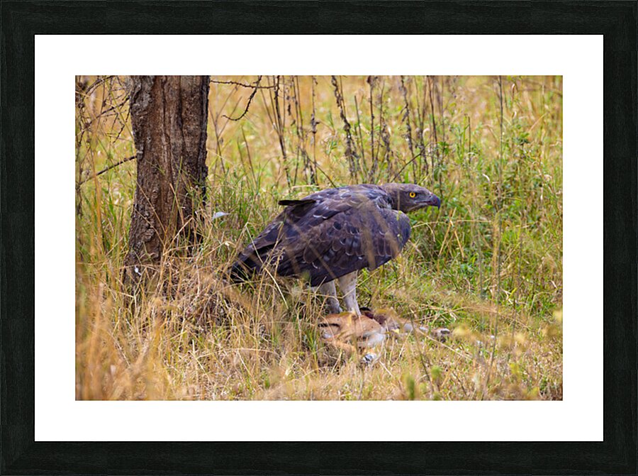 Marshall Eagle 0485 Picture Frame print
