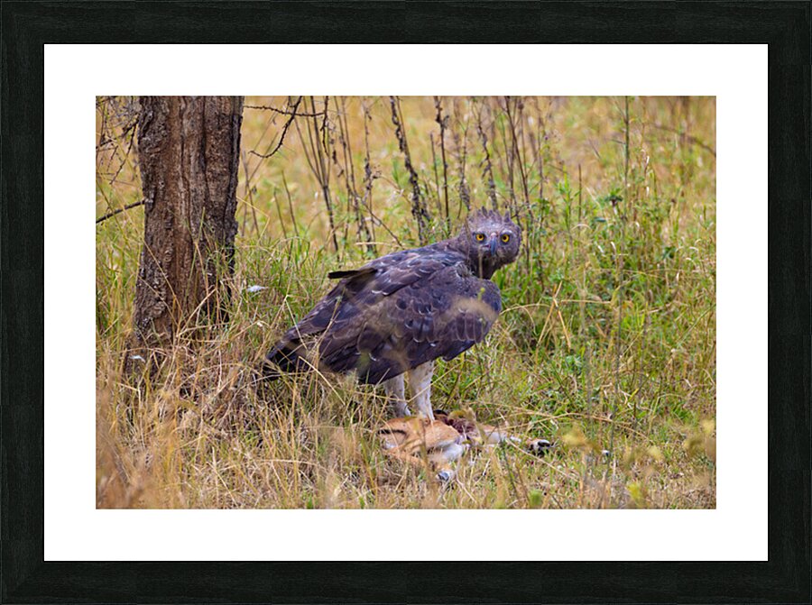 Marshall Eagle 0491 Picture Frame print