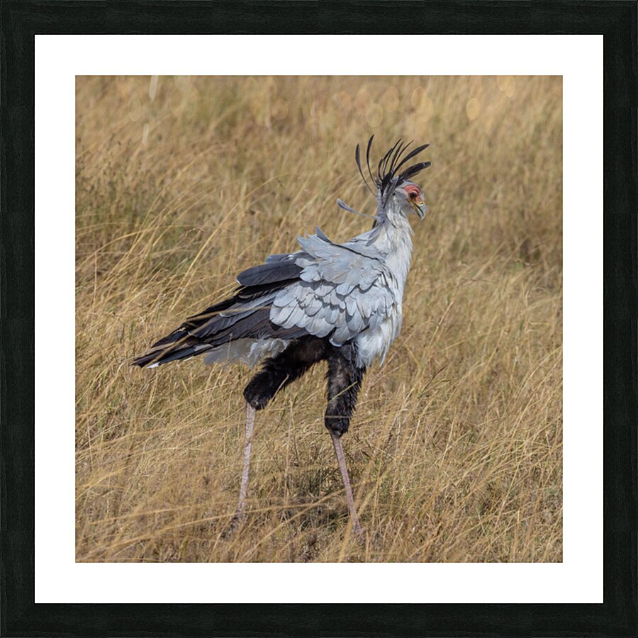 Secretarybird 0299 Picture Frame print