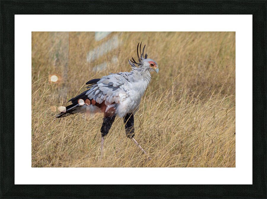 Secretarybird 0297 Picture Frame print