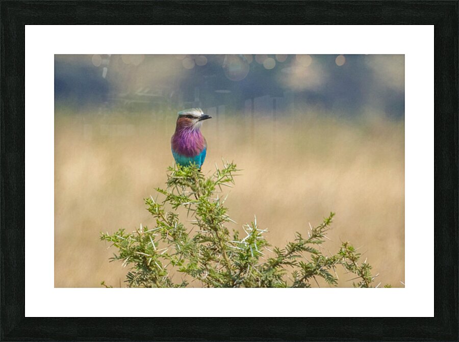 Lilac Breasted Roller 0301 Picture Frame print