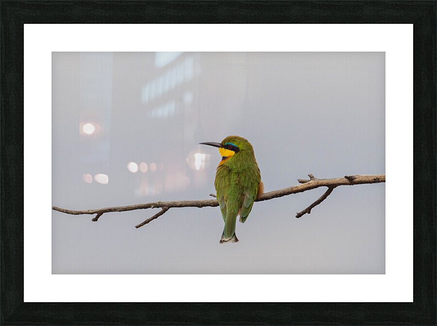 Cinnamon Chested Bee eater 0575 Picture Frame print