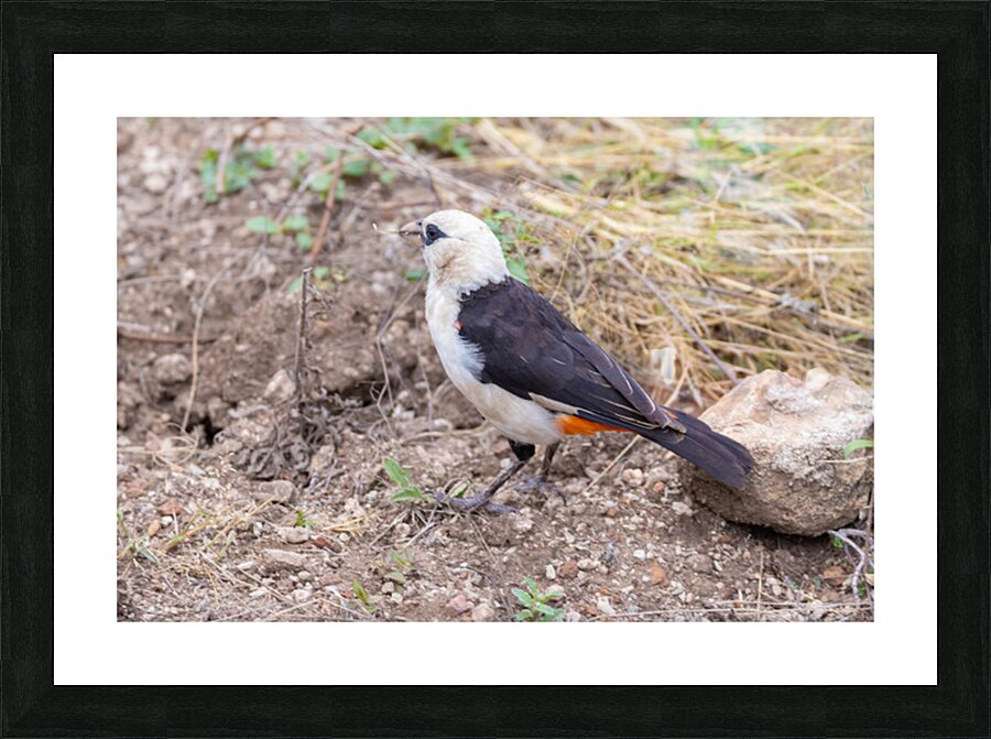 White headed Buffalo Weaver 0665 Picture Frame print