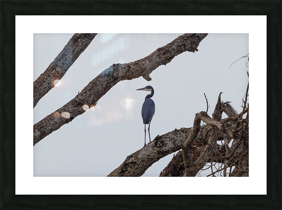 Black Headed Heron 0370 Picture Frame print