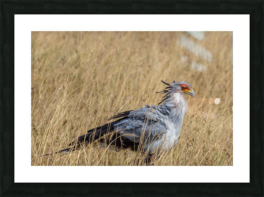 Secretarybird 0289 Picture Frame print