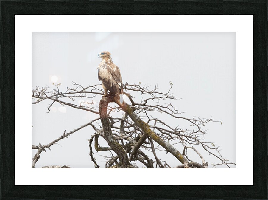 Marshall Eagle CR5 0511 Picture Frame print