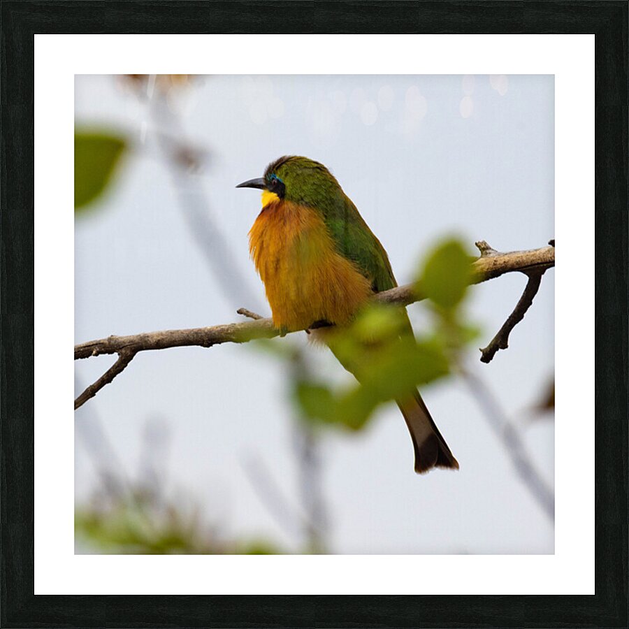 Cinnamon Chested Bee eater 0572 Picture Frame print