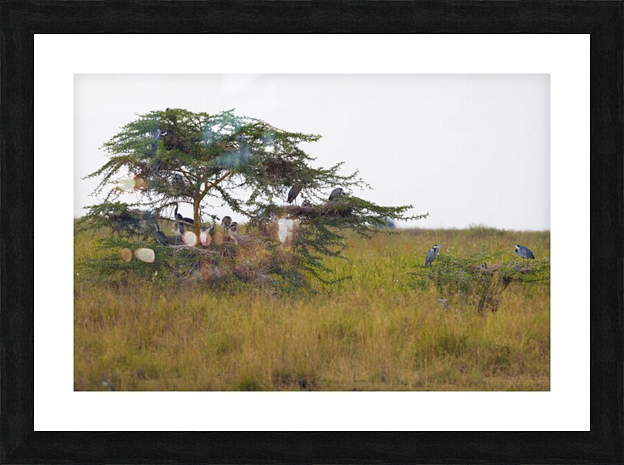 Black Headed Heron 0360 Picture Frame print