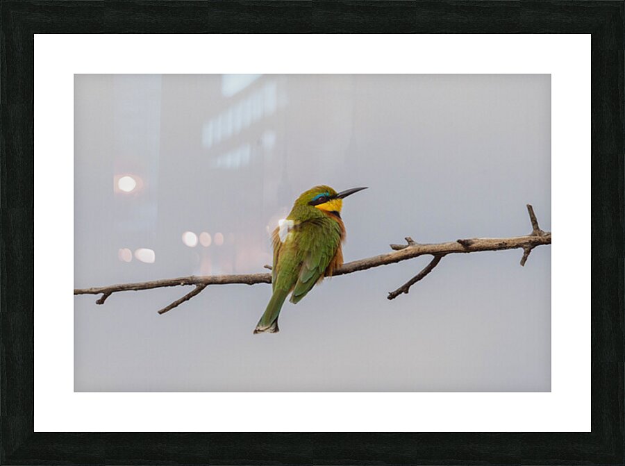 Cinnamon Chested Bee eater 0574 Picture Frame print